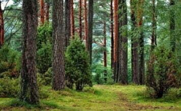 भारतीय वनों के प्रकार